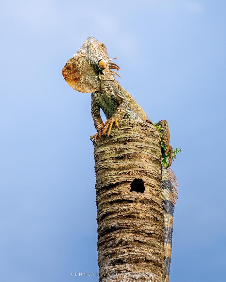 The Babylon Suite Tortuguero Εξωτερικό φωτογραφία